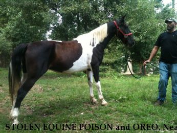 STOLEN EQUINE POISON and OREO, Near Hull, GA, 30646